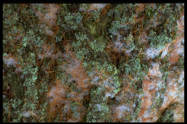 366049 Tree Bark A4 Photo Print