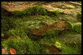 366051 Tree Bark A4 Photo Print