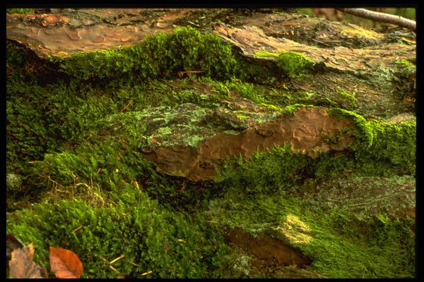 366051 Tree Bark A4 Photo Print