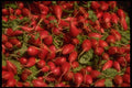 366052 Radish A4 Photo Print
