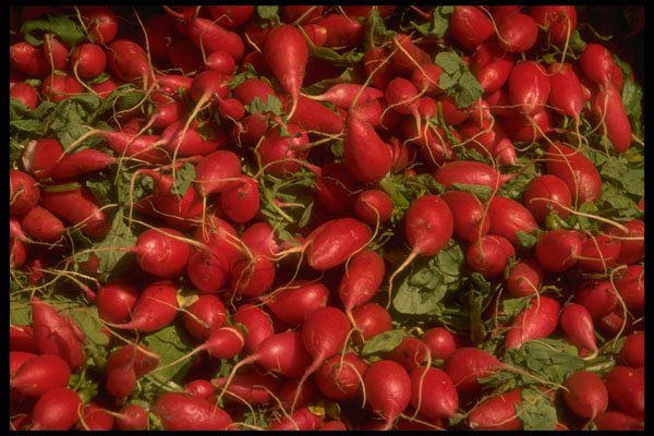 366052 Radish A4 Photo Print