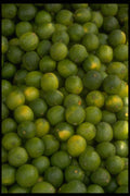 366054 Lime A4 Photo Print