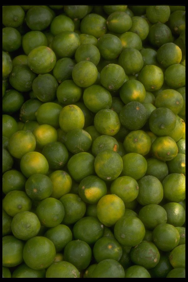 366054 Lime A4 Photo Print