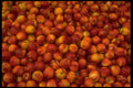 366055 Casselman Prunes A4 Photo Print