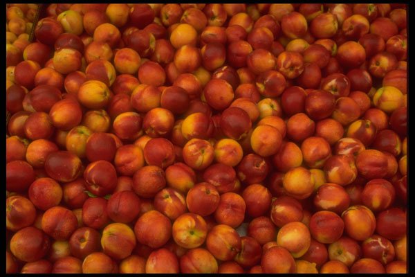 366055 Casselman Prunes A4 Photo Print