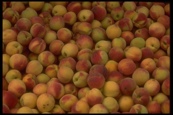 366056 Peaches A4 Photo Print