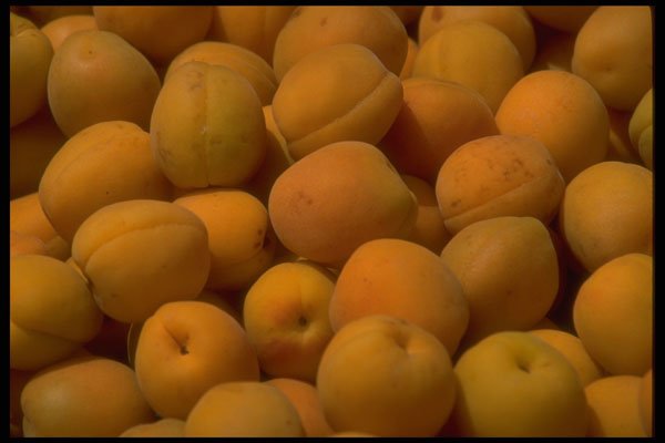 366057 Apricots A4 Photo Print