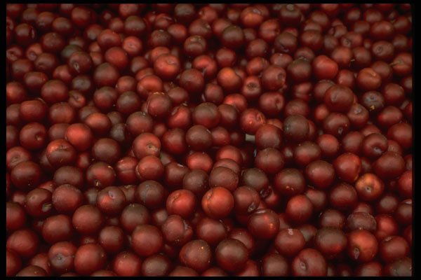 366058 Friar Prunes A4 Photo Print