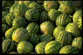 366059 Watermelons A4 Photo Print