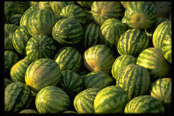 366059 Watermelons A4 Photo Print
