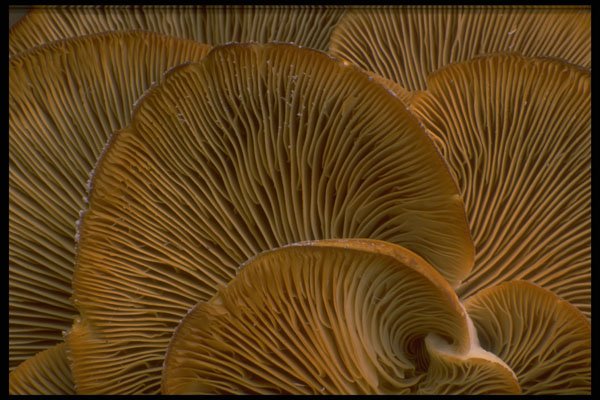 366068 Mushroom Cluster On A Dead Tree A4 Photo Print