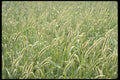 366069 Barley Stalks A4 Photo Print