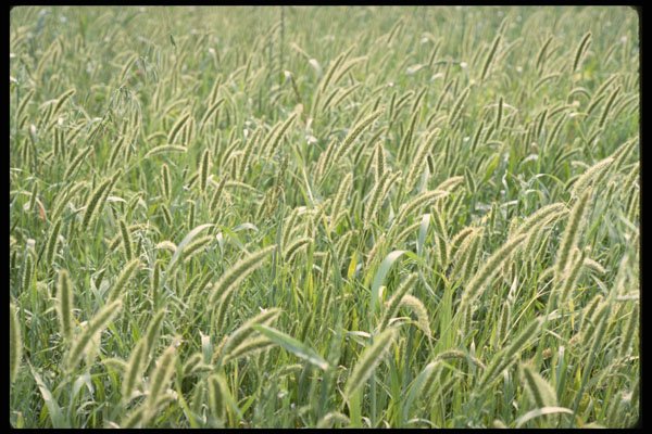 366069 Barley Stalks A4 Photo Print