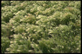 366070 Barley Field A4 Photo Print