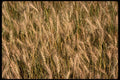 366071 Ripe Barley A4 Photo Print