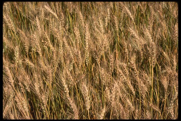 366071 Ripe Barley A4 Photo Print