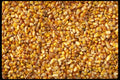 366072 Close up Of Corn A4 Photo Print