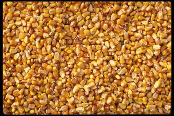 366072 Close up Of Corn A4 Photo Print