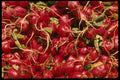 366073 Radish A4 Photo Print