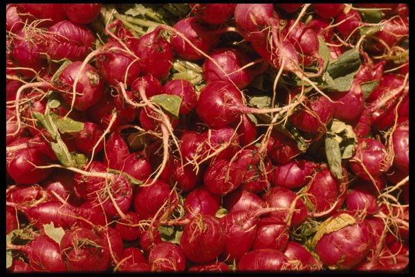 366073 Radish A4 Photo Print