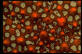366074 Galapagos Starfish Skin A4 Photo Print
