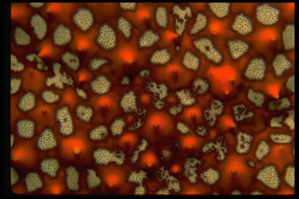 366074 Galapagos Starfish Skin A4 Photo Print