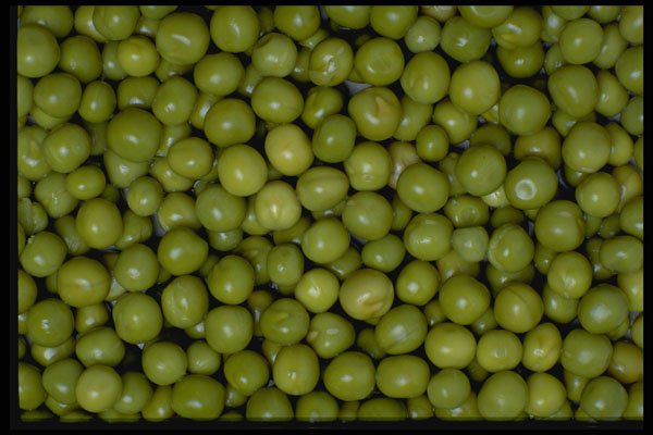 366079 Garden Peas A4 Photo Print