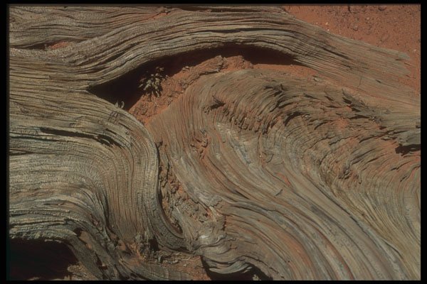 366089 Weathered Wood A4 Photo Print