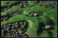 366091 Seaweed On Pebbles A4 Photo Print