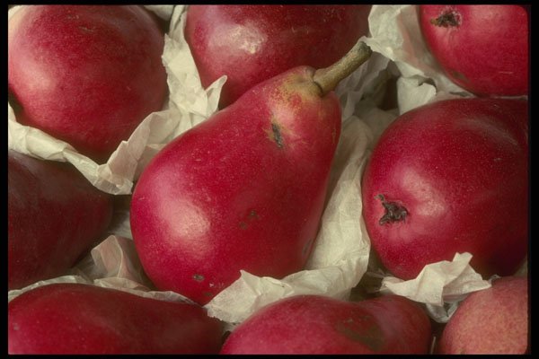 366096 Red Pears A4 Photo Print