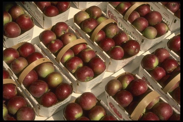366097 Baskets Of Apples A4 Photo Print