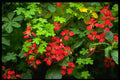 366098 Patterns Of Nature A4 Photo Print