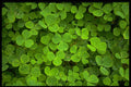 366099 Patterns Of Nature A4 Photo Print
