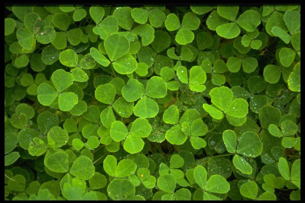 366099 Patterns Of Nature A4 Photo Print