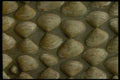 367070 Sea shell Wall A4 Photo Print