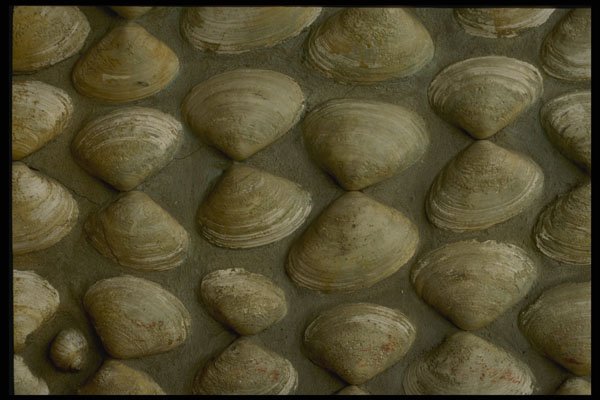 367070 Sea shell Wall A4 Photo Print