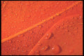 367078 Orange Feather And Water Drops A4 Photo Print