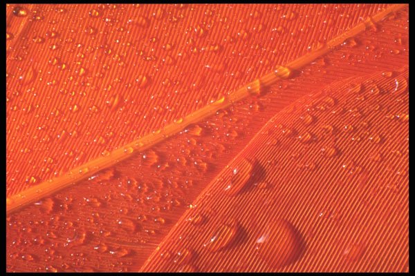 367078 Orange Feather And Water Drops A4 Photo Print