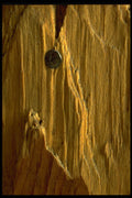 367091 Old Wood With Nail Head A4 Photo Print