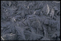 367098 Frost Close up A4 Photo Print