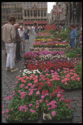 369027 The Flower Market At The Grande Place, Brussels A4 Photo Print