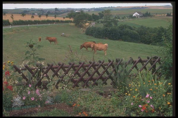 369040 Cows In A Field A4 Photo Print