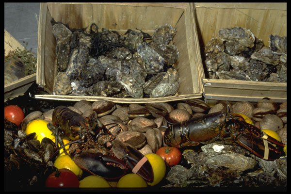 369060 Lobster, Oysters And Mussels On Display, Brussels, Belgium A4 Photo Print