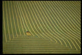 371048 Last Swath, Codette, Saskatchewan A4 Photo Print