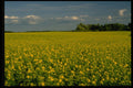 371057 Canola, Bredenbury, Saskatchewan A4 Photo Print