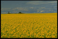 371070 Canola, Strathmore, Alberta A4 Photo Print