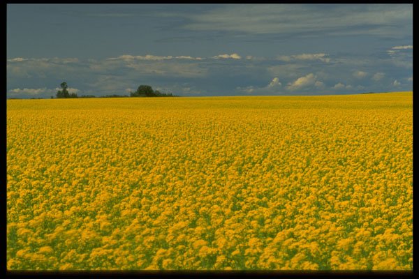 371070 Canola, Strathmore, Alberta A4 Photo Print