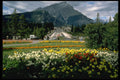 371074 Flowers, Banff Avenue, Banff, Alberta A4 Photo Print