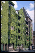 372016 Green Facade Of Apartment Buildings A4 Photo Print