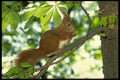 372030 Squirrel In Park A4 Photo Print